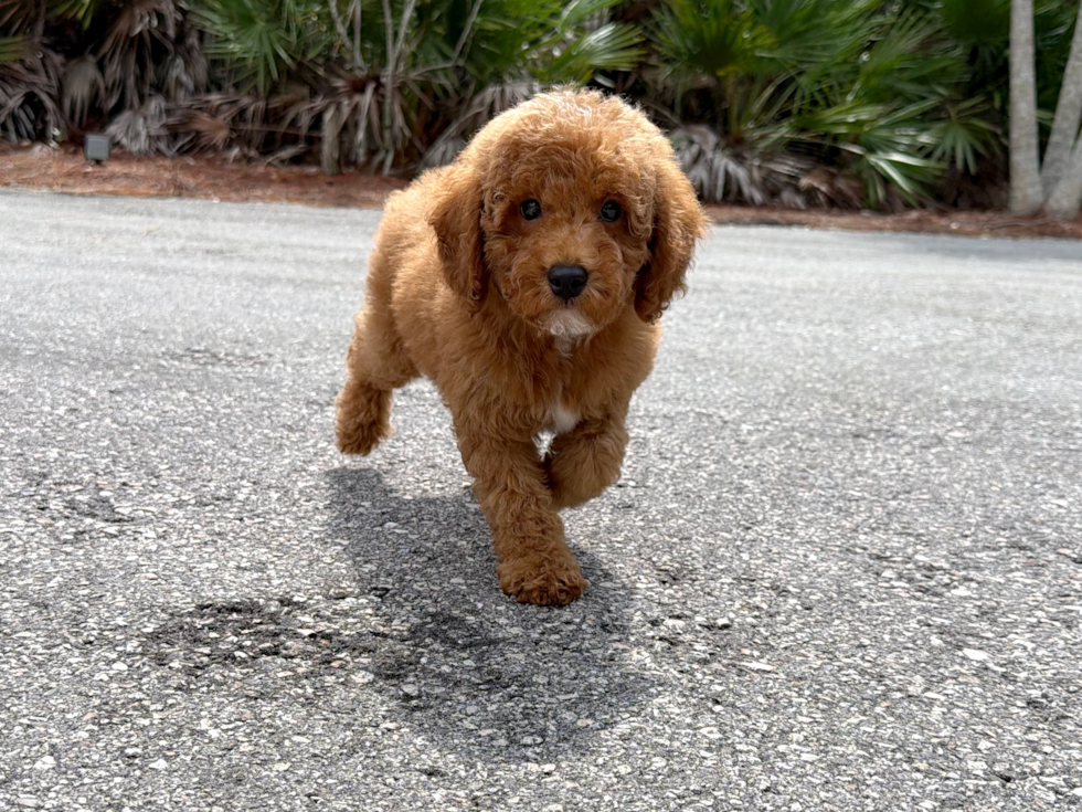 Poodle Puppy for Adoption