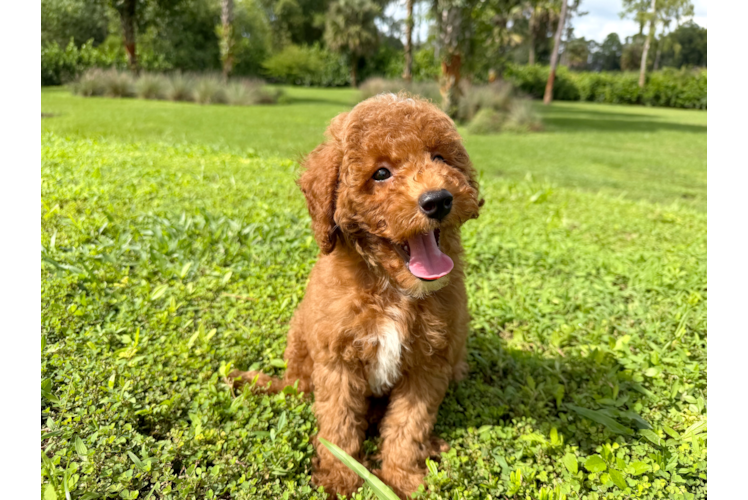 Cute Toy Poodle Purebred Puppy