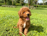 10 week old Poodle Puppy For Sale - Seaside Pups
