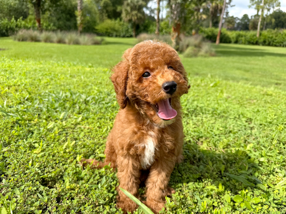 Cute Toy Poodle Purebred Puppy