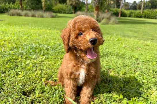 Cute Poodle Baby