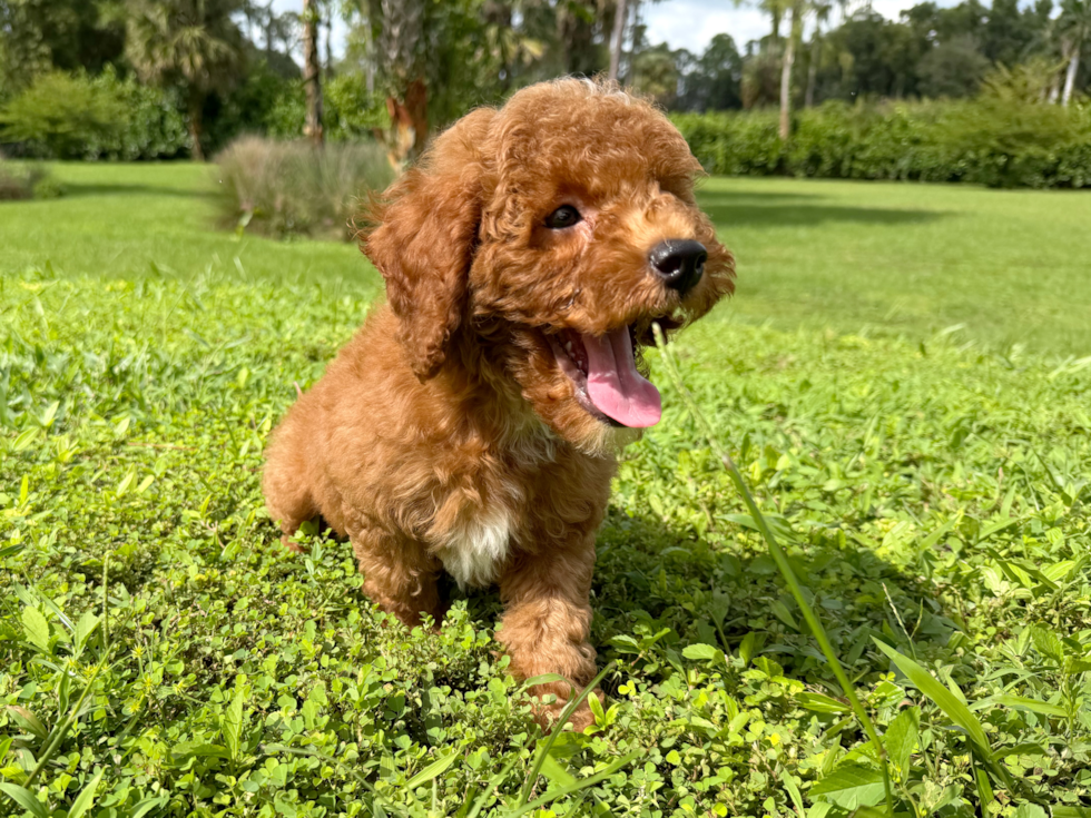 Cute Pooodle Purebred Puppy