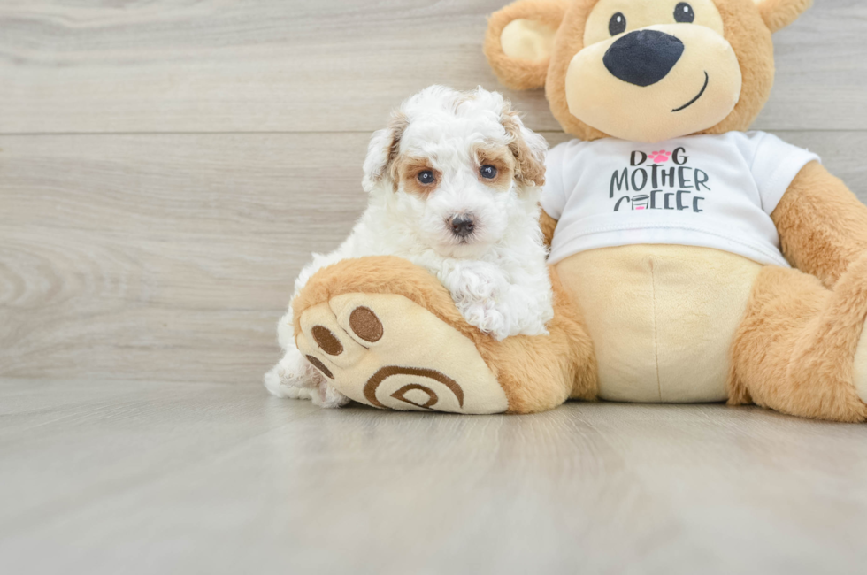 5 week old Poodle Puppy For Sale - Seaside Pups