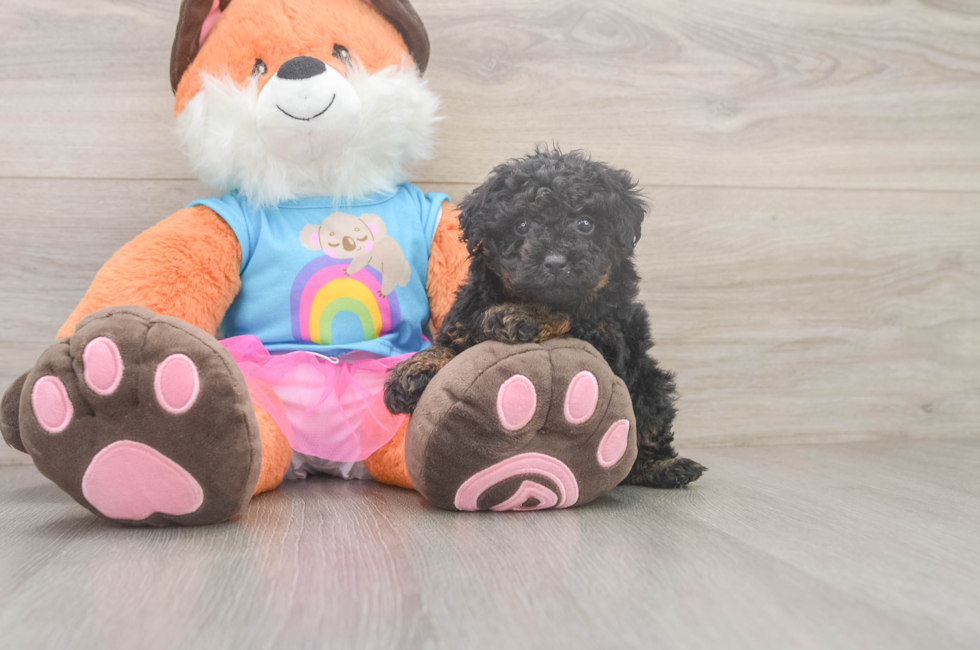 5 week old Poodle Puppy For Sale - Seaside Pups