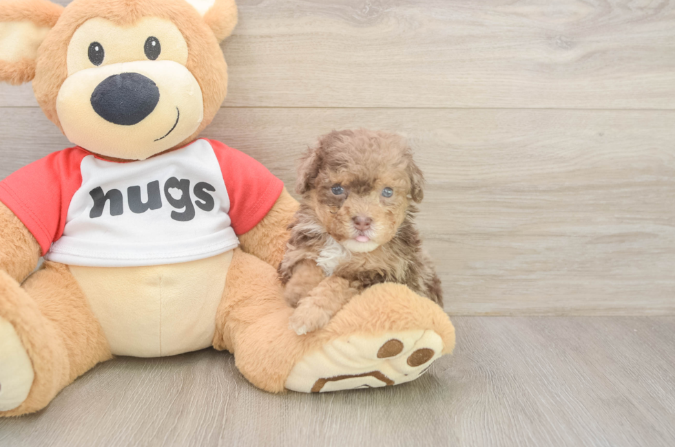 5 week old Poodle Puppy For Sale - Seaside Pups