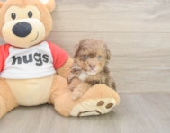 6 week old Poodle Puppy For Sale - Seaside Pups 6 week old Poodle Puppy For Sale - Seaside Pups
