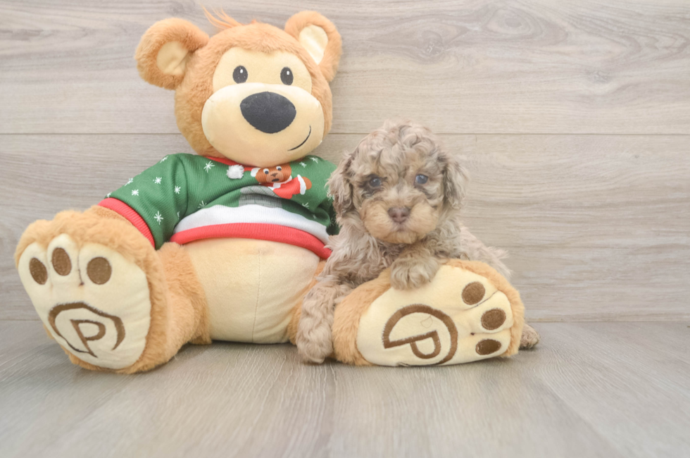 5 week old Poodle Puppy For Sale - Seaside Pups