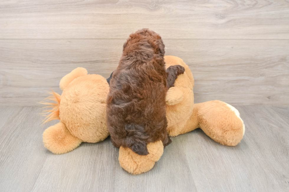 Poodle Puppy for Adoption