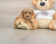 7 week old Poodle Puppy For Sale - Seaside Pups
