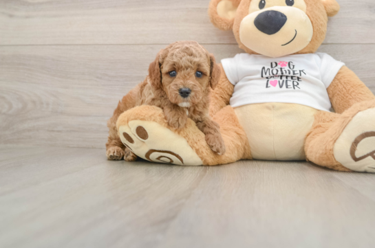 Best Poodle Baby