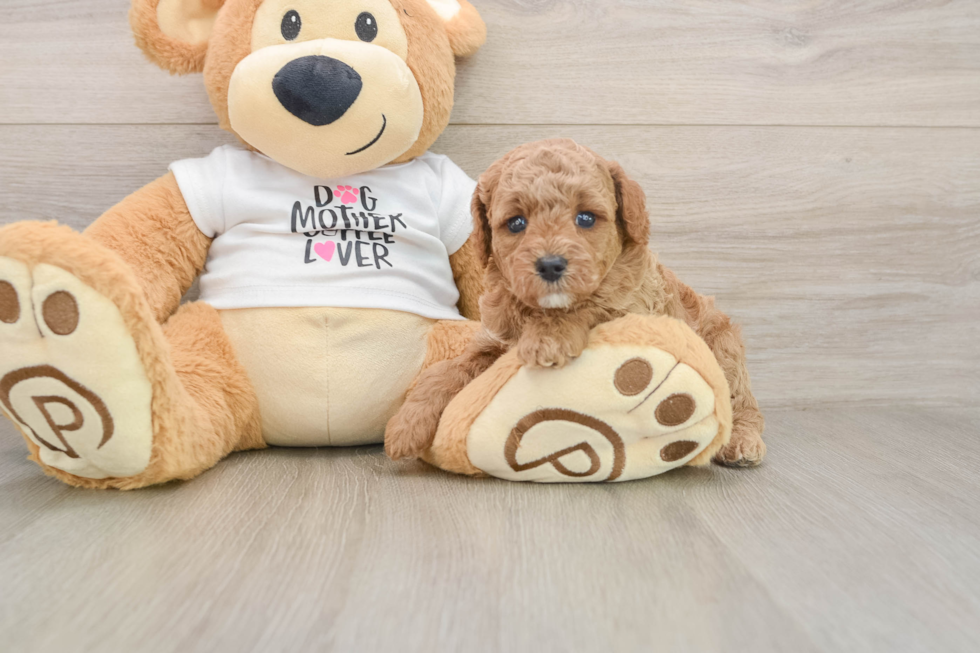 Poodle Pup Being Cute