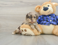 6 week old Poodle Puppy For Sale - Seaside Pups