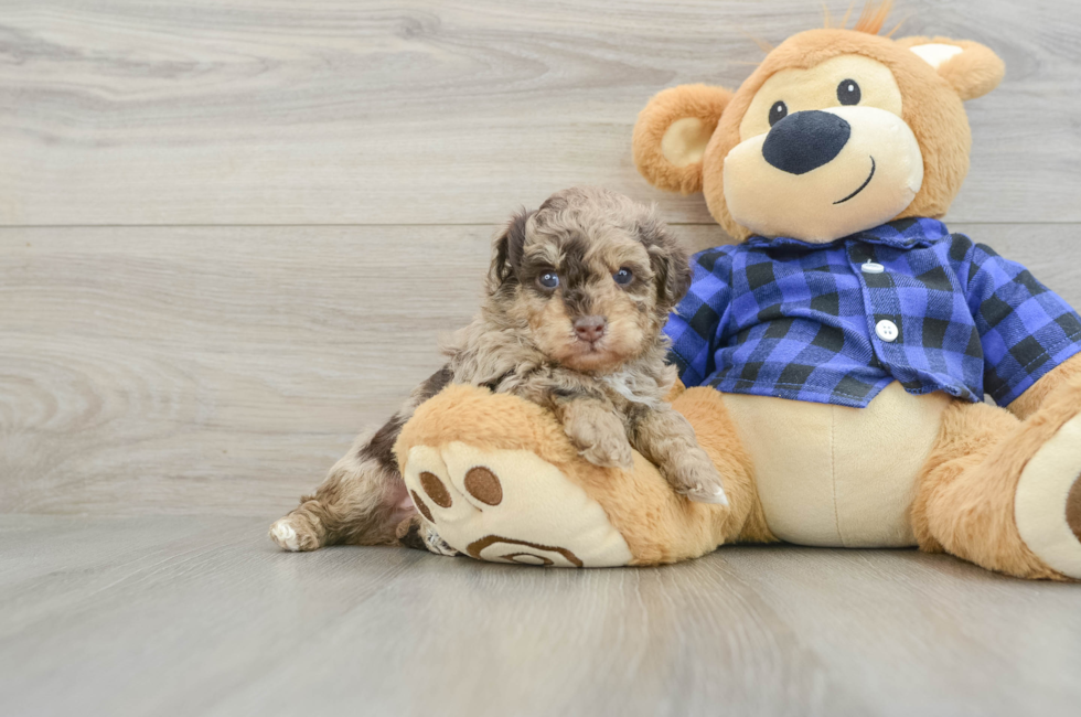 6 week old Poodle Puppy For Sale - Seaside Pups