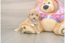 Hypoallergenic Poodle Baby