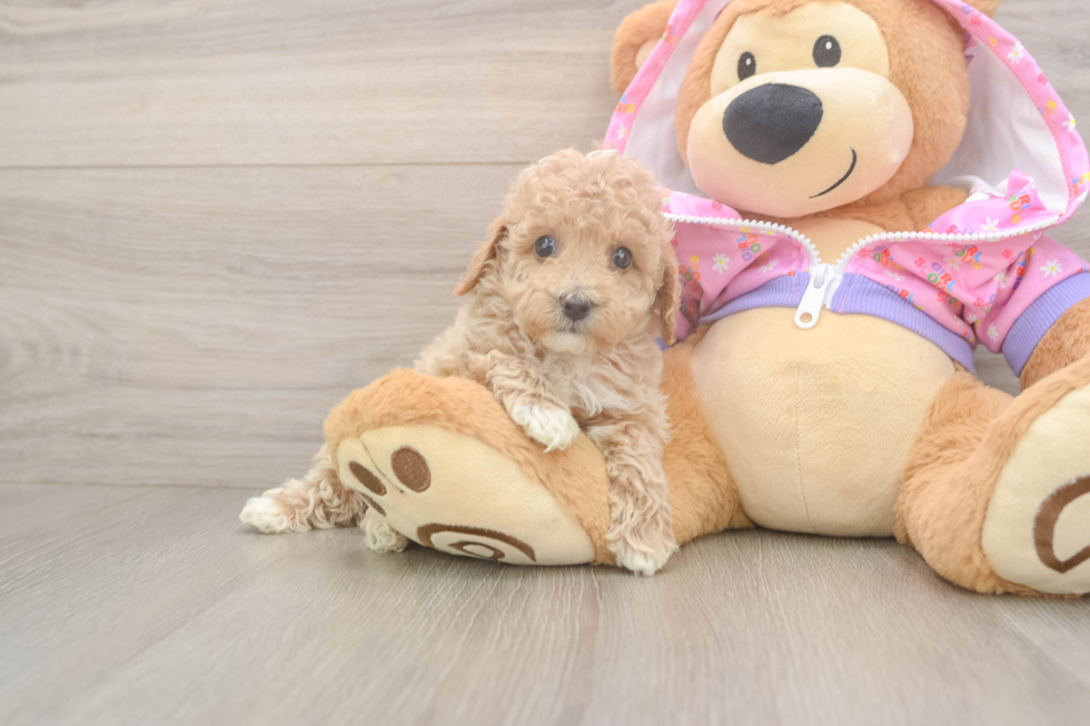 Hypoallergenic Poodle Baby