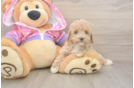 Poodle Pup Being Cute