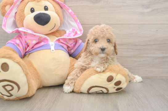 Poodle Pup Being Cute