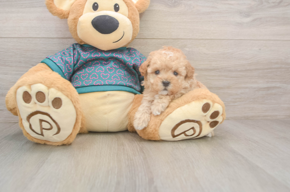 5 week old Poodle Puppy For Sale - Seaside Pups