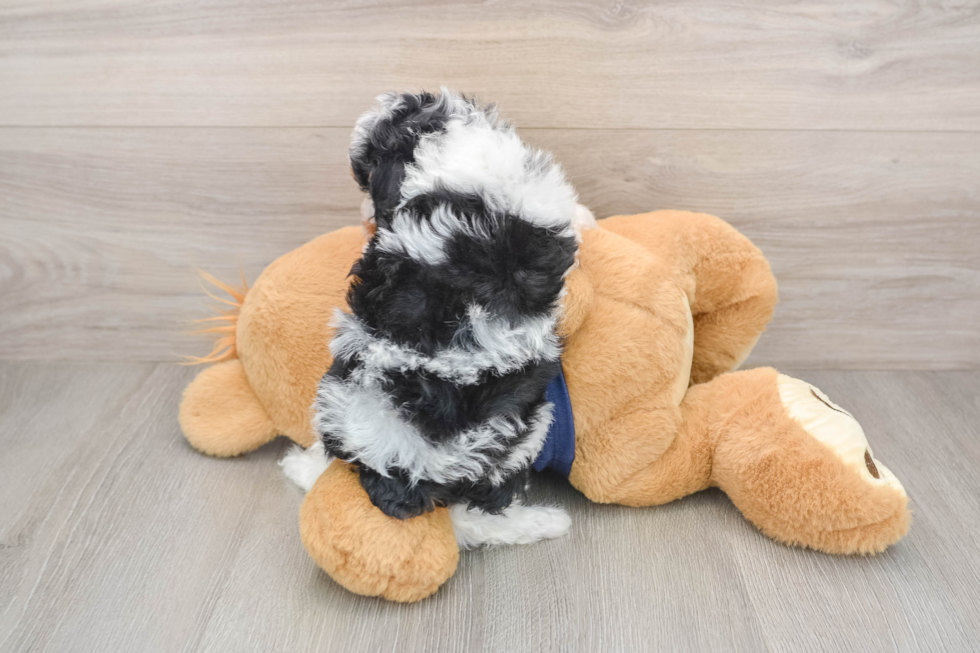 Poodle Puppy for Adoption