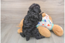 Poodle Puppy for Adoption