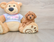 6 week old Poodle Puppy For Sale - Seaside Pups