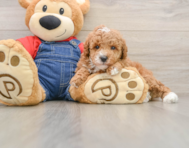 6 week old Poodle Puppy For Sale - Seaside Pups