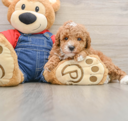 7 week old Poodle Puppy For Sale - Seaside Pups