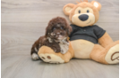Poodle Puppy for Adoption