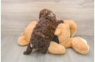 Best Poodle Baby