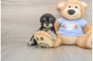 Poodle Pup Being Cute