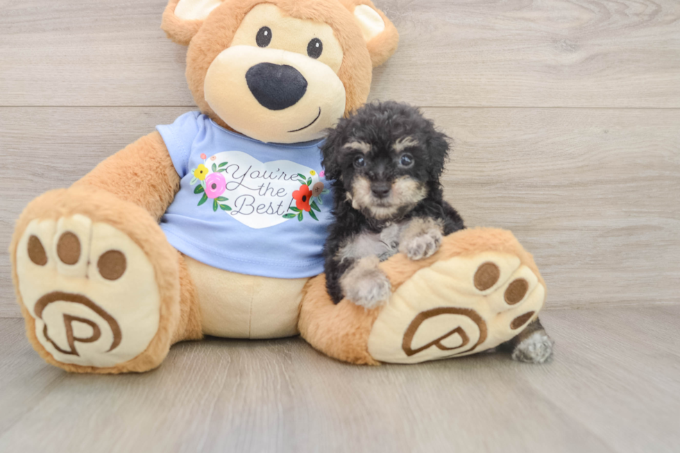 Poodle Puppy for Adoption