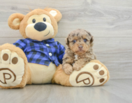 6 week old Poodle Puppy For Sale - Seaside Pups
