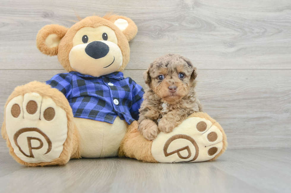 6 week old Poodle Puppy For Sale - Seaside Pups