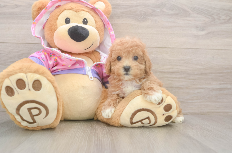 7 week old Poodle Puppy For Sale - Seaside Pups