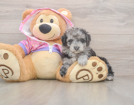 7 week old Poodle Puppy For Sale - Seaside Pups