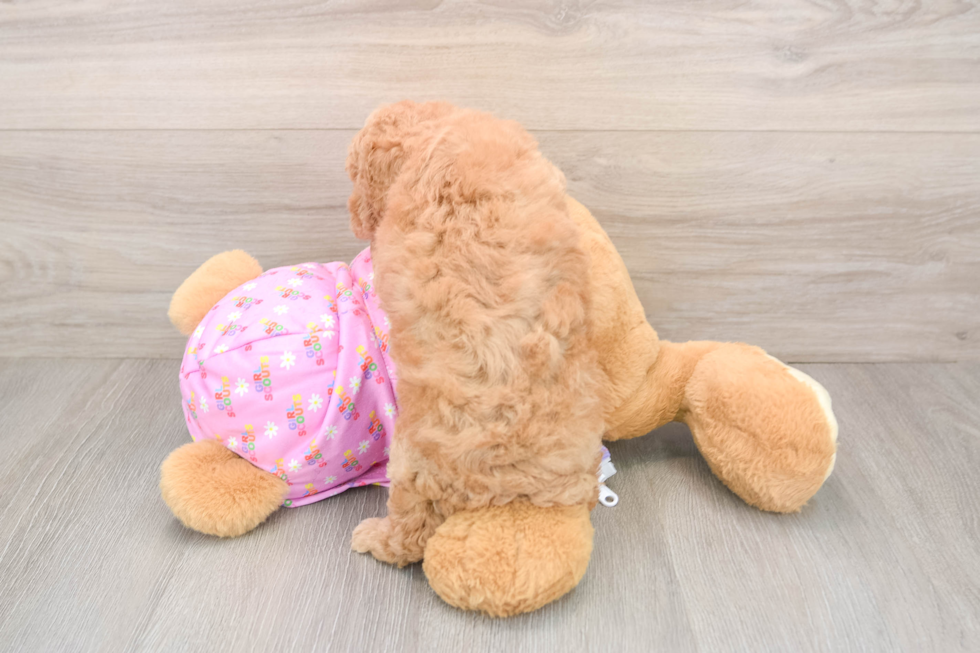 Poodle Pup Being Cute