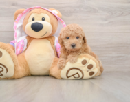 5 week old Poodle Puppy For Sale - Seaside Pups