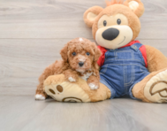 6 week old Poodle Puppy For Sale - Seaside Pups
