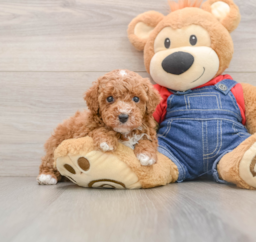 7 week old Poodle Puppy For Sale - Seaside Pups