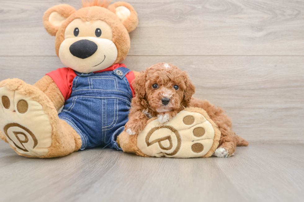Poodle Pup Being Cute