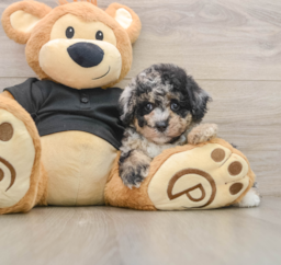 8 week old Poodle Puppy For Sale - Seaside Pups