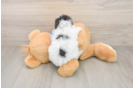 Poodle Pup Being Cute