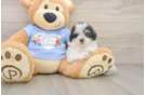 Little Poodle Purebred Pup