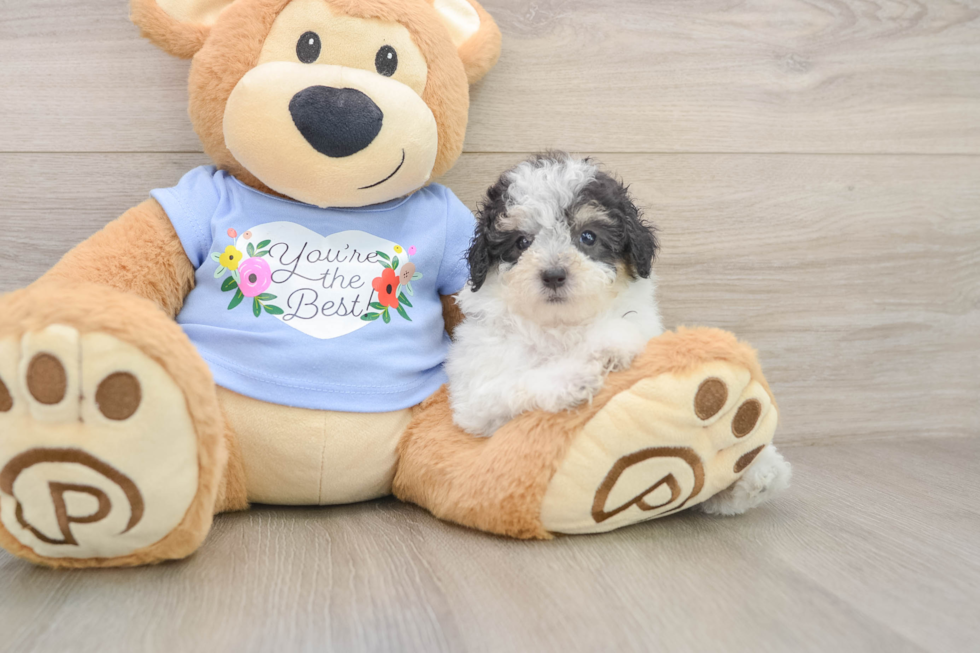 Little Poodle Purebred Pup