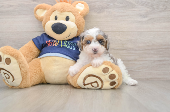 Funny Poodle Purebred Pup