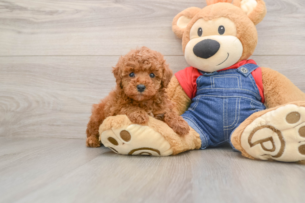 Poodle Puppy for Adoption