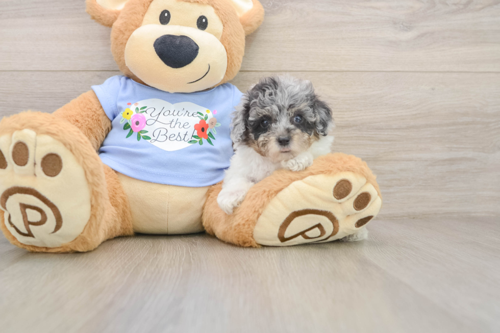 Poodle Puppy for Adoption
