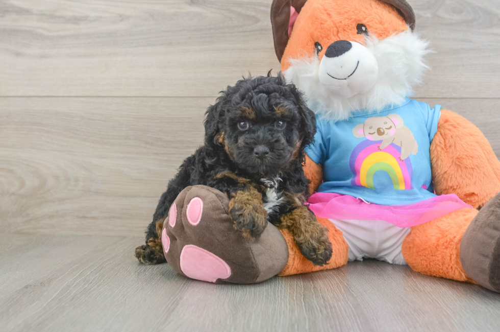 5 week old Poodle Puppy For Sale - Seaside Pups