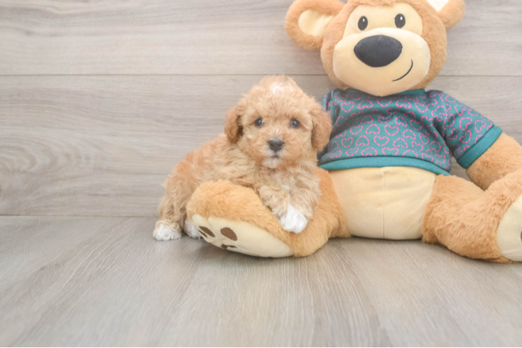 Smart Pudel Purebred Puppy