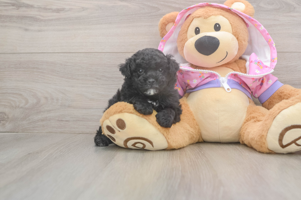 5 week old Poodle Puppy For Sale - Seaside Pups